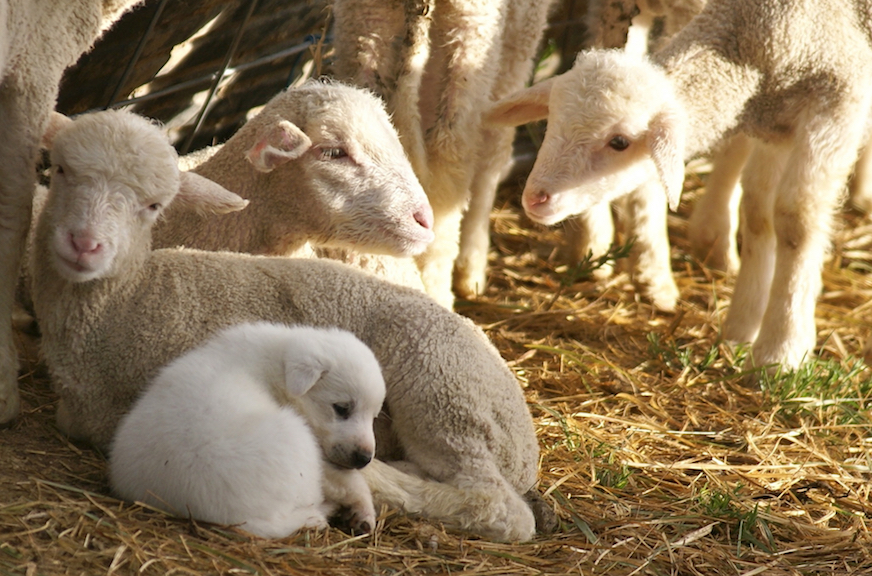 12 Keys to Raising Successful Livestock Guardian Dogs - Premier1Supplies  Sheep Guide