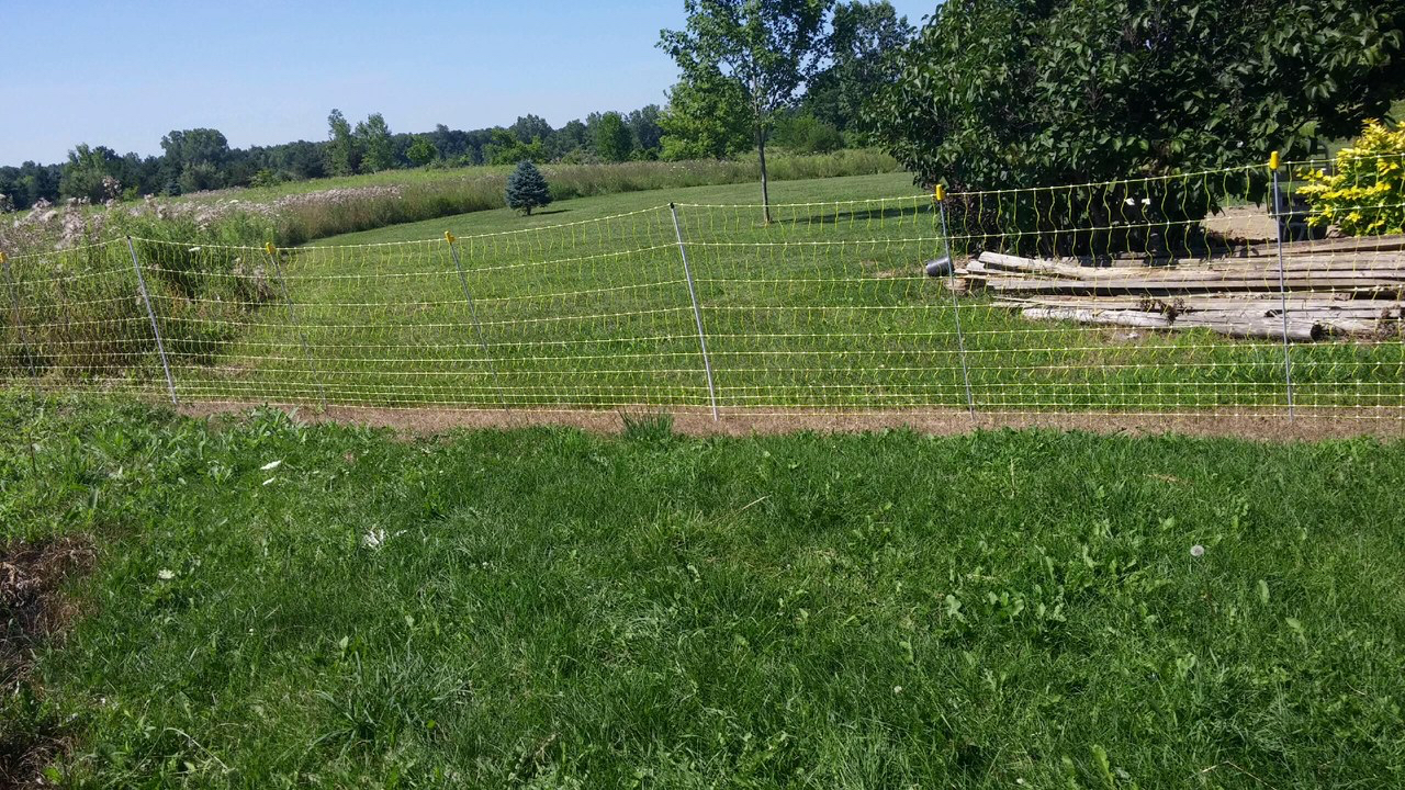 The user had killed the grass under the fence with a herbicide before installing the netting. 