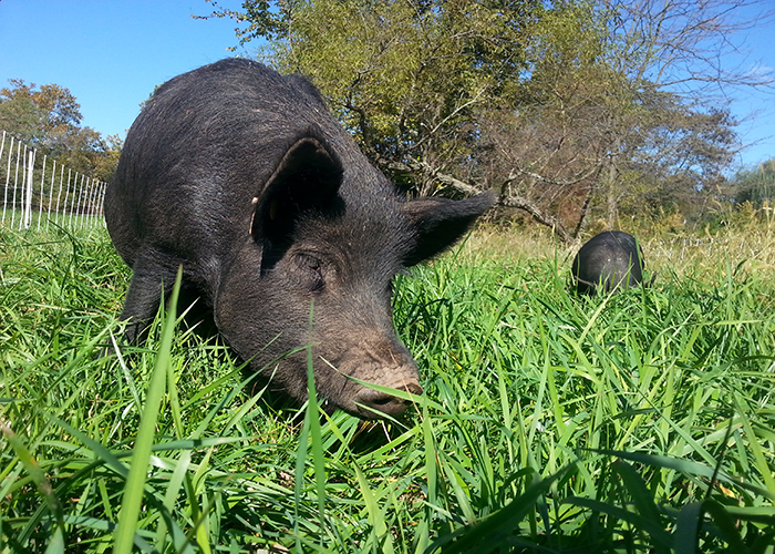 Getting Started with Pastured Pigs - Premier1Supplies