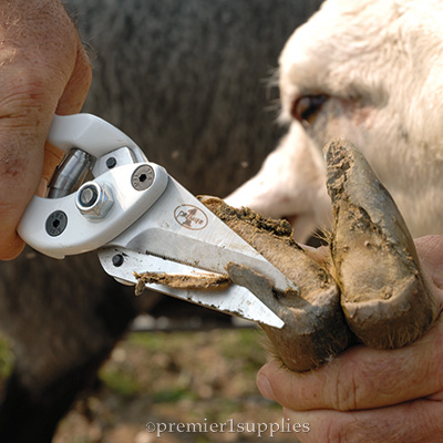 Hoof trimming in sheep