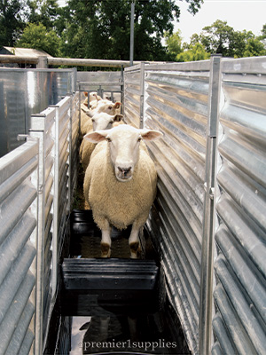 Treatment of foot rot in sheep