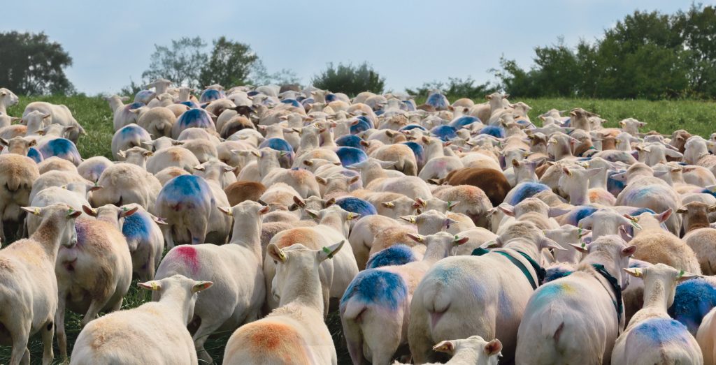 Flock of ewes marked after breeding