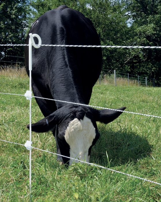 Rotational grazing paddock with pigtail posts