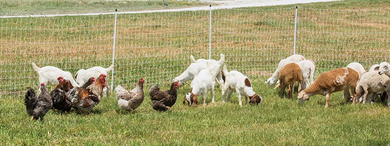 Multiple livestock species grazing